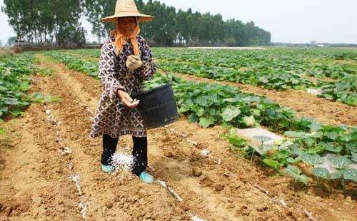 南瓜种植想高产，建议种植户做好这7点，方法简单很实用2