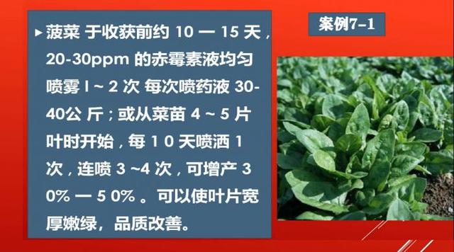 赤霉素在叶菜上的应用（班宜民）13