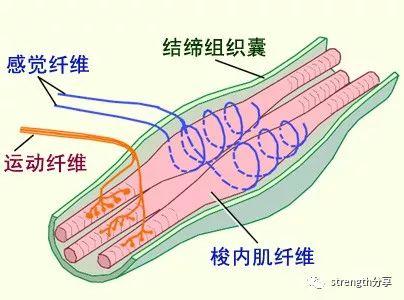 肌腱的意思