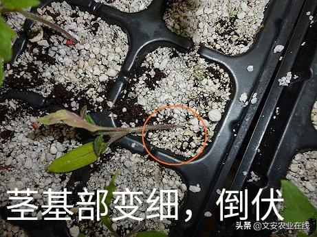 注意！番茄全生育期九大病害、三大虫害详细图解来了2