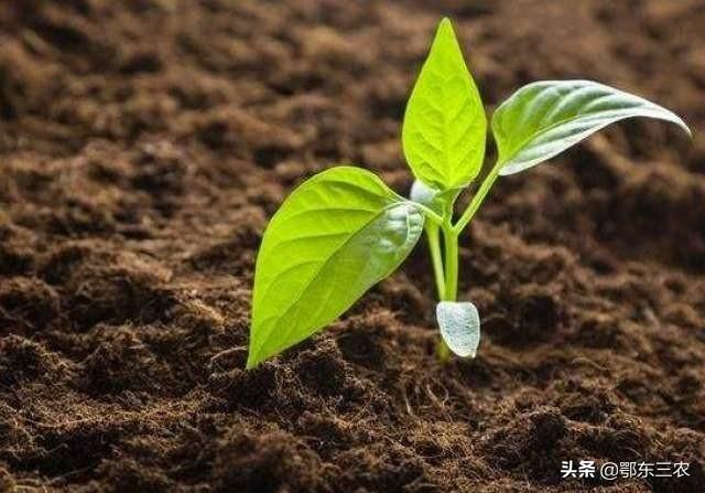 辣椒究竟是晴天移栽好，还是雨天移栽好？哪种方法有利菜农种植？3