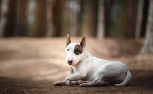 中国十大禁犬