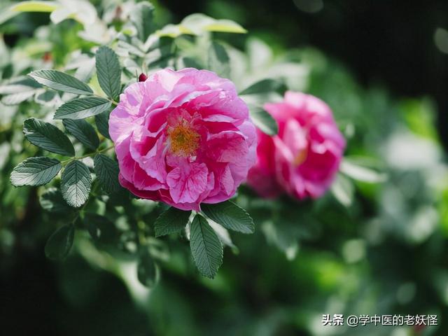 玫瑰花