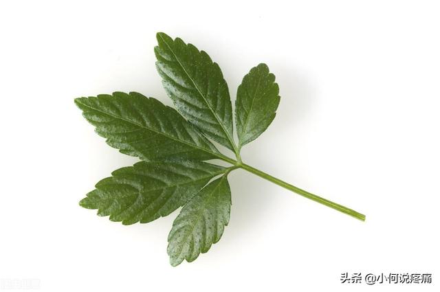 医生提醒：这5种常见药材千万别乱泡水喝，简直是给身体下毒