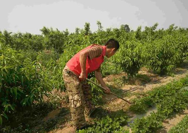 灭草只用草甘膦？用草甘膦加上它比肩百草枯，能让多种杂草除根