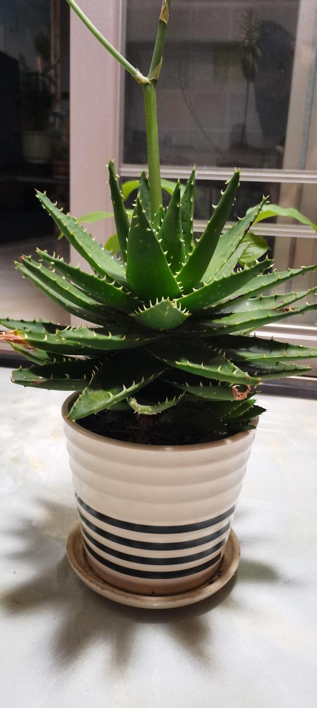 花卉名称