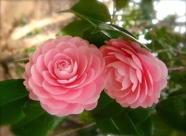 国花是什么花