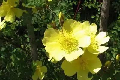 各种花的花语