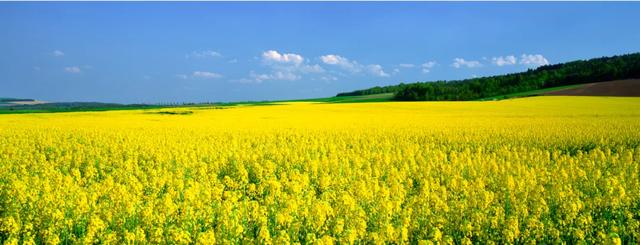 芥花油是什么油