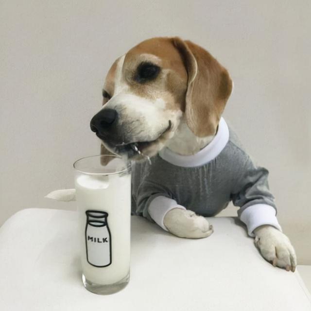 巧克力能喂狗吗