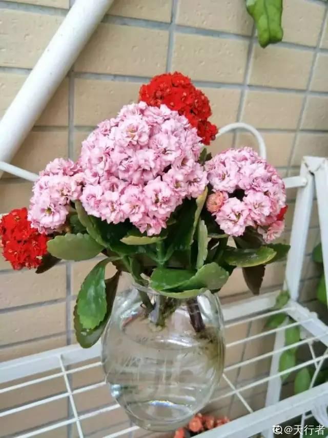 碰碰香有毒吗 碰碰香有毒吗（植物碰碰香有毒吗） 生活