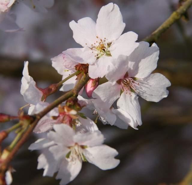 白菊花代表什么意思