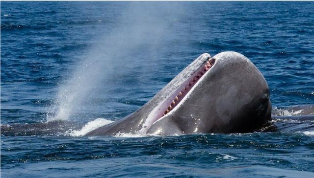 虎鲸和抹香鲸谁更厉害（虎鲸和抹香鲸谁厉害）