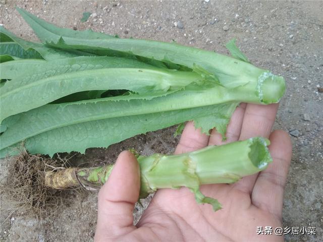 油麦菜细茎中空、抽薹？通过加强土壤间作套种等管理，延长采收期6