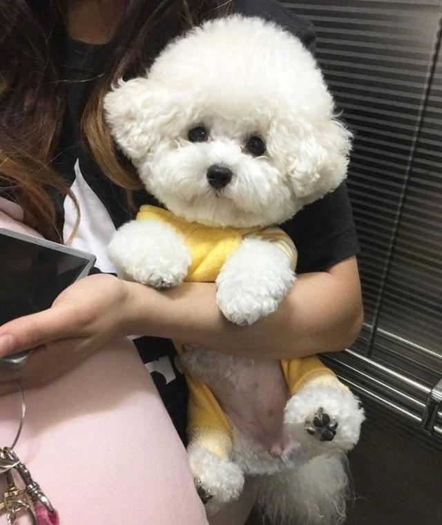 卷毛比熊犬