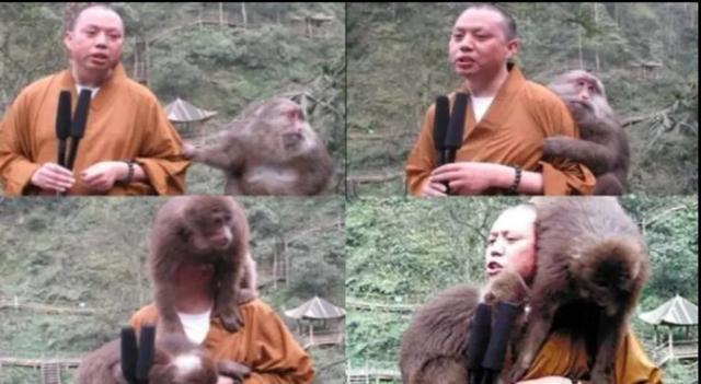 峨眉山猴子:为什么峨眉山的猴子像土匪？