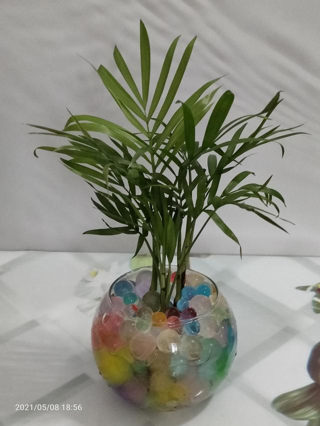 观赏植物