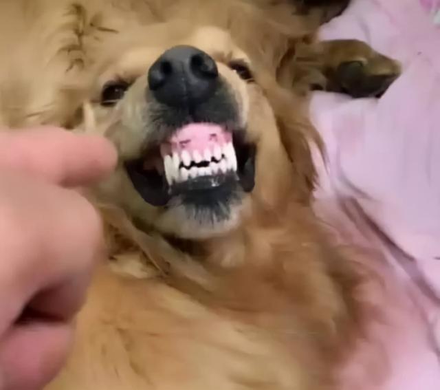 狗狗突然脾气暴躁咬人怎么回事(金毛突然脾气暴躁咬人)-艾拉狗狗乐园