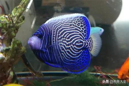 一缸多过滤机