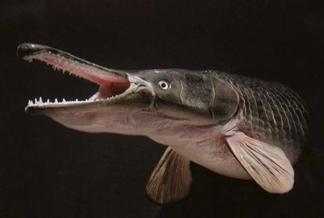 最凶猛的淡水鱼是什么鱼(世界十大凶猛淡水鱼排名)