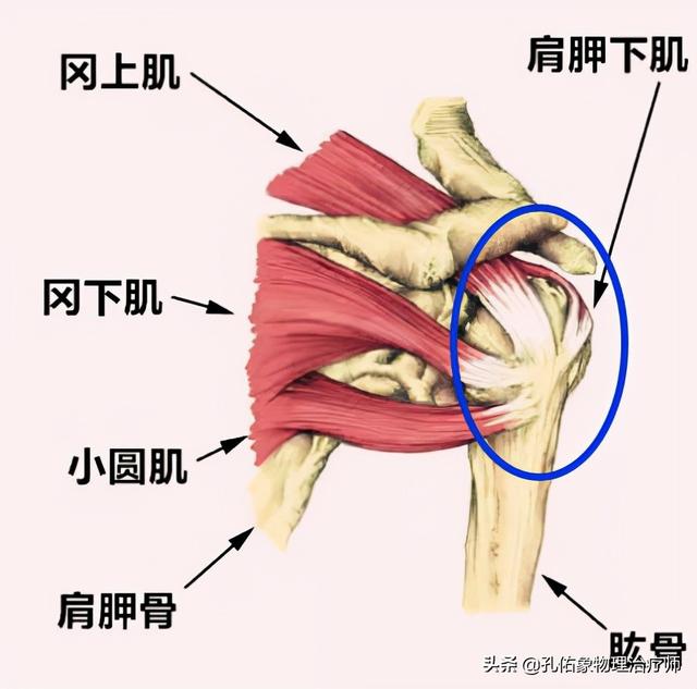 肩膀痛怎么办