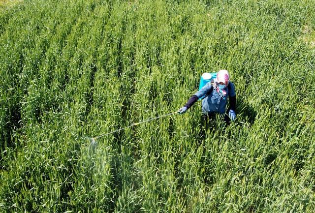 杀菌剂戊唑醇能治什么病？防病时用量是多少？看完你就明白了5