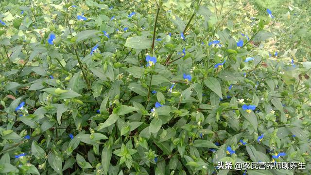 鸭跖草不是饭包草！煮水代茶喝，解决了不少人的烦恼