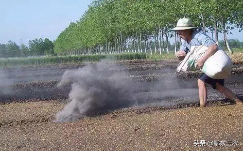 白菜刚出幼苗后，怎样防治蚂蚁和害虫？4