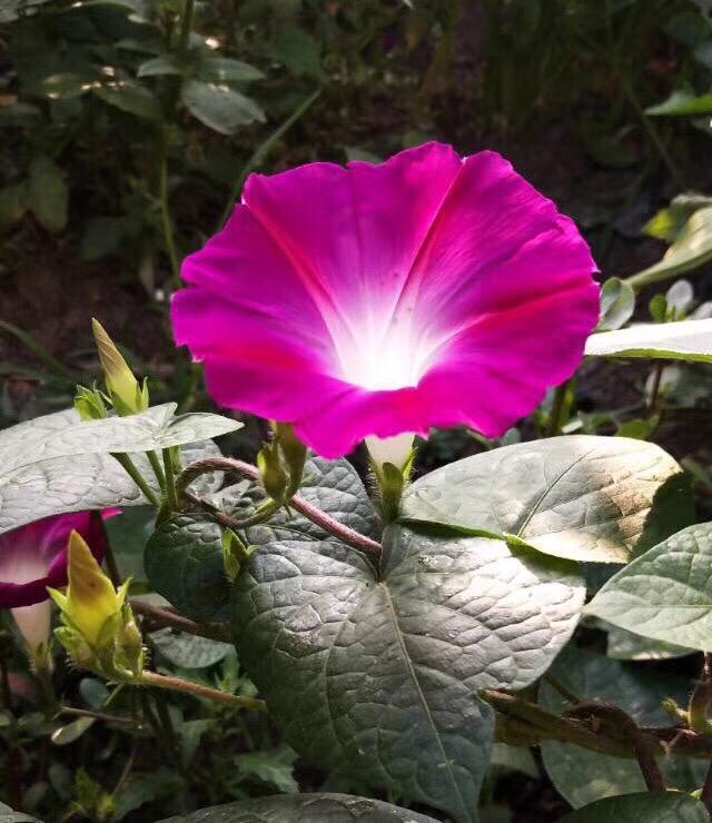 花卉名称