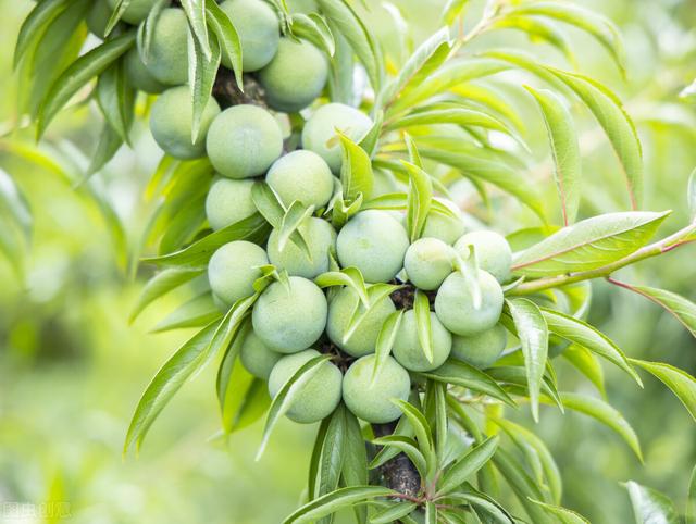 蜂糖李 蜂糖李（蜂糖李的生物学特性） 生活