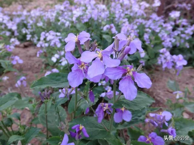 北方宿根花卉 北方宿根花卉（北方宿根花卉有哪些种类） 生活