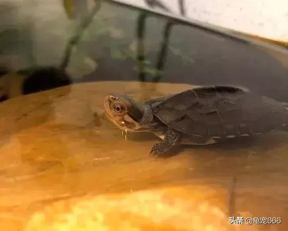 养金钱龟赚钱吗