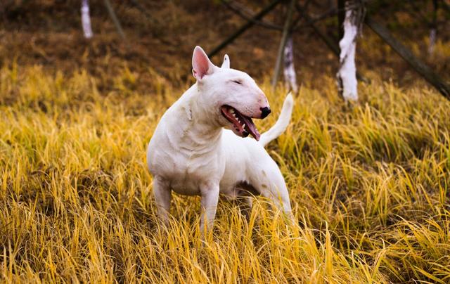 牛梗犬图片价格图片