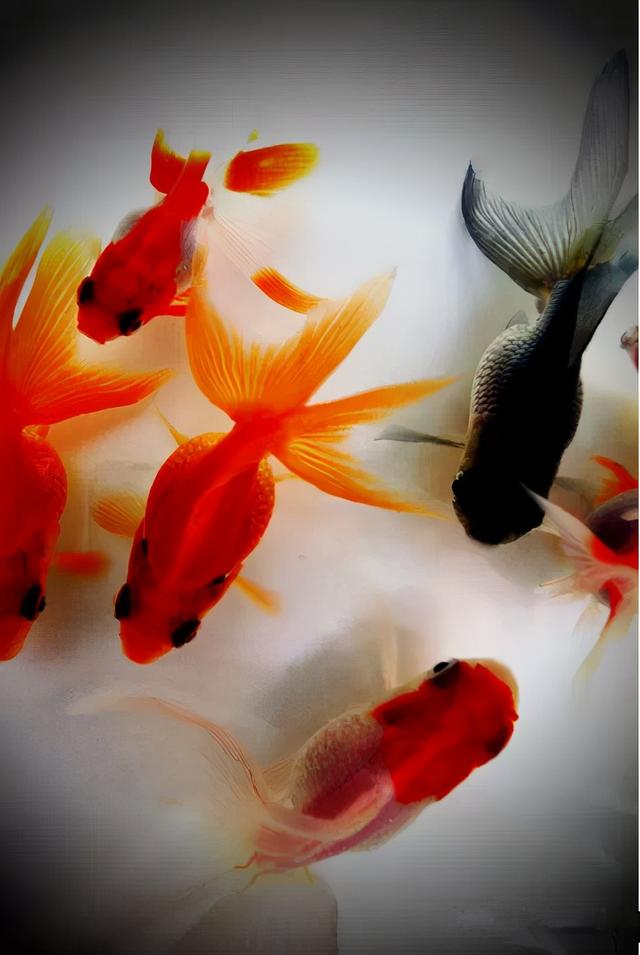 金鱼图片,其笔下的小金鱼集形态美,色彩美和运动美于一体