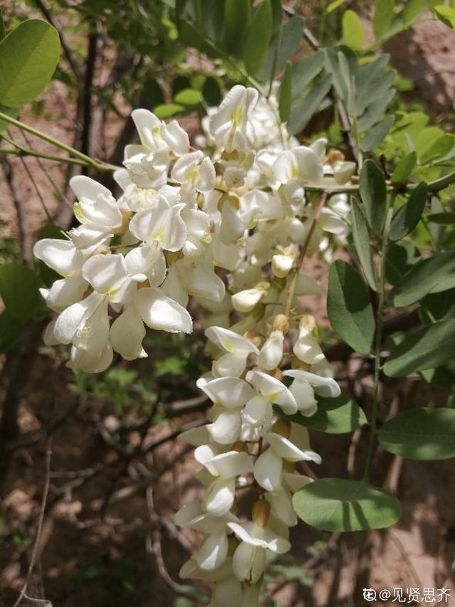 槐树花图片