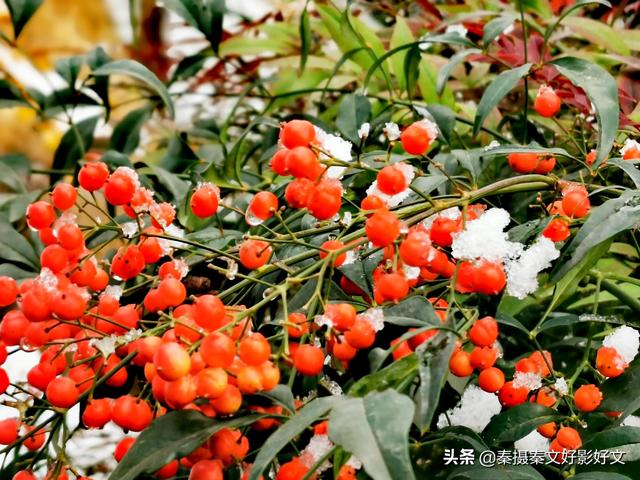 雪中红豆最相思