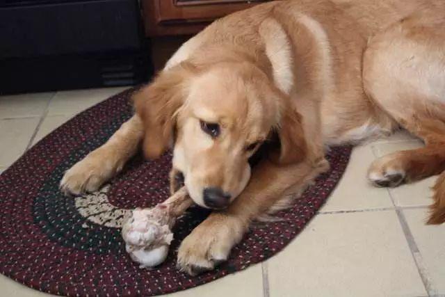 狗狗吃鸡骨头怎么都不怎么咀嚼(狗狗骨头没嚼碎直接吞了)-艾拉养犬