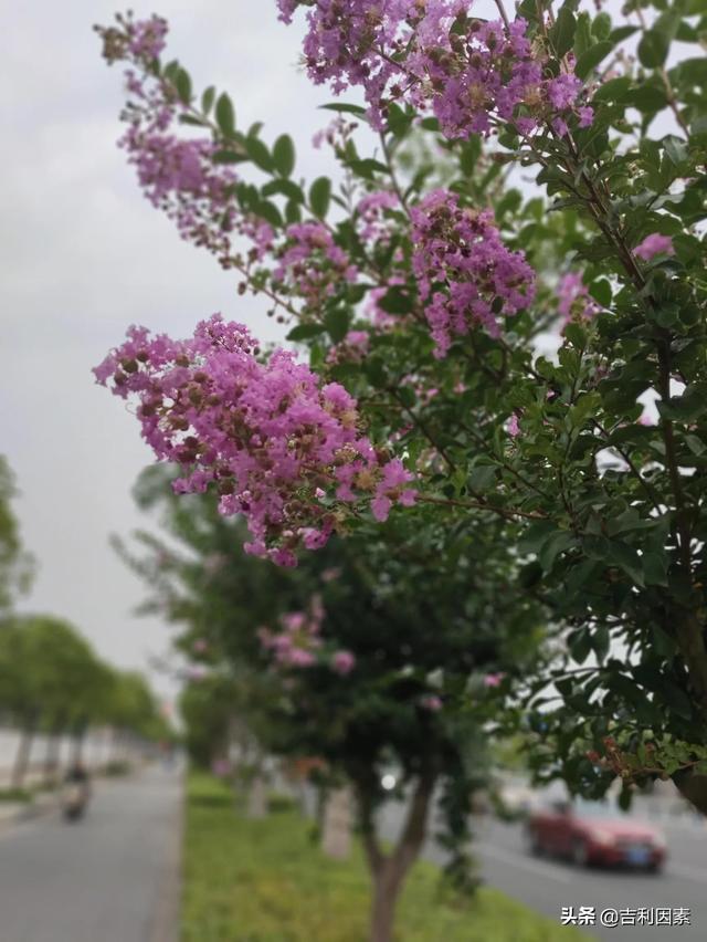 紫薇花兒開 幸福伴你來 中國熱點