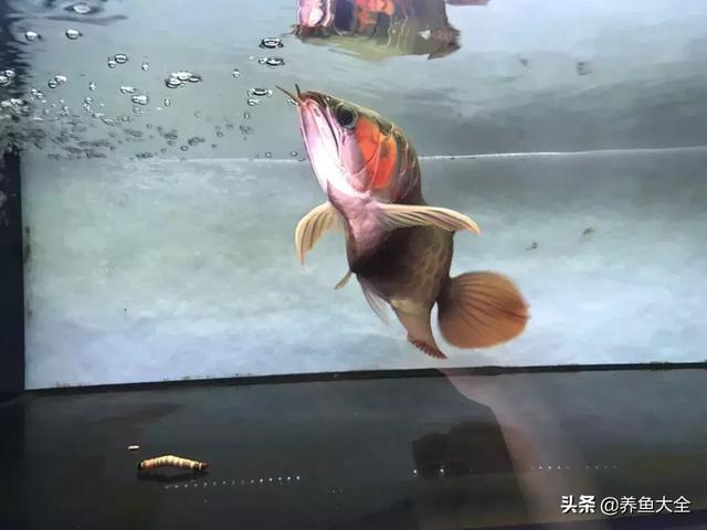 龙鱼