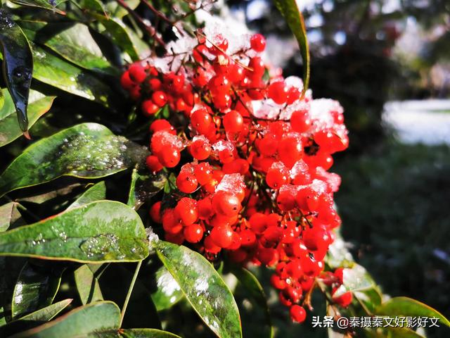 雪中红豆最相思
