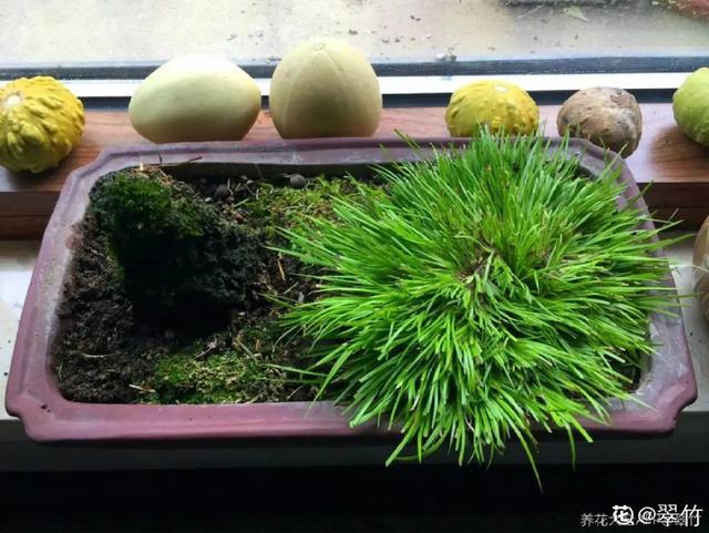 水植物