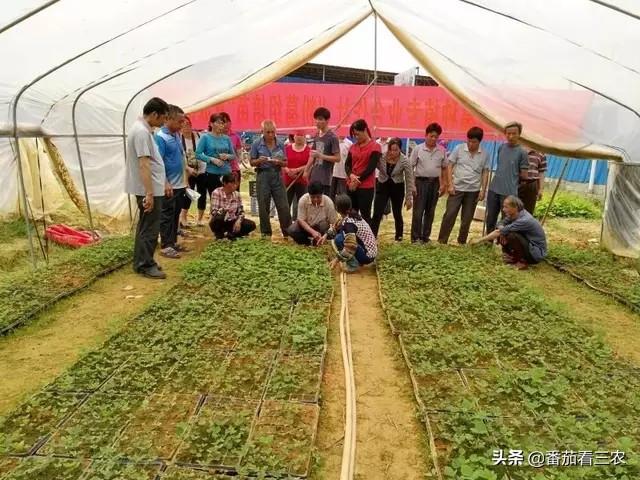 这种食药两用作物，掌握高产技巧，产量媲美红薯，可尝试种植几亩5