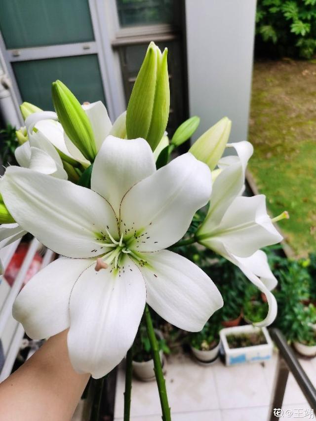 教师节送什么鲜花好