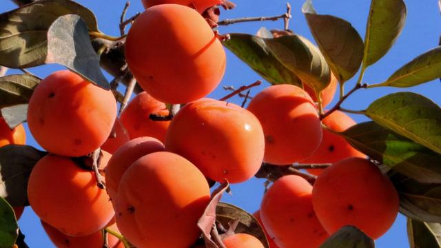 维C水果，前十名，看完记得收藏