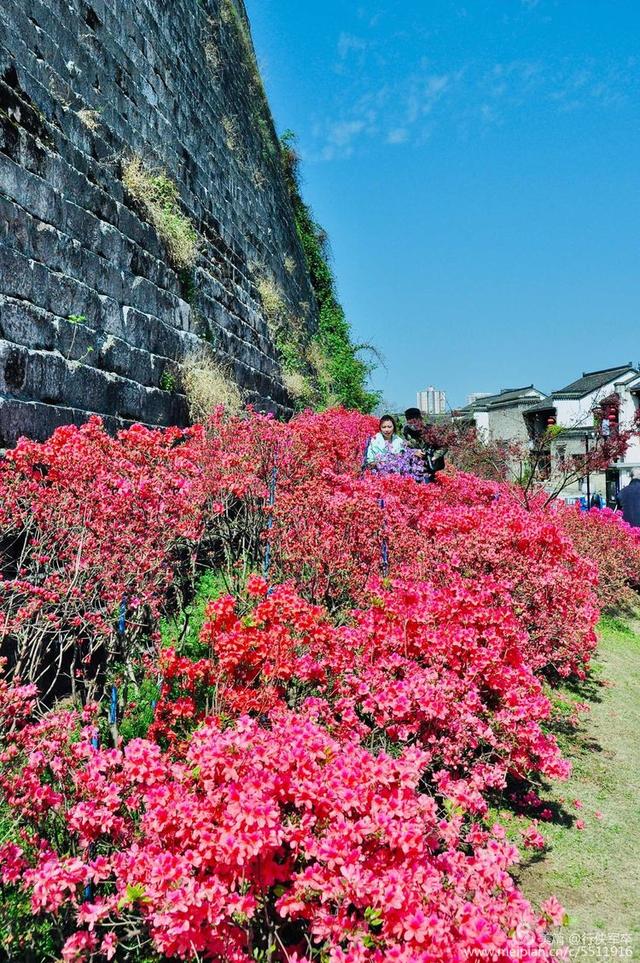 杜鹃花语