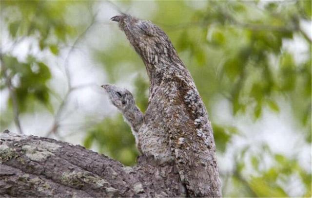 谷鸟(谷鸟衔枝来) | 伯乐创业网