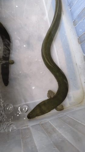 河鳗(河鳗鱼多少钱一斤) | 伯乐创业网