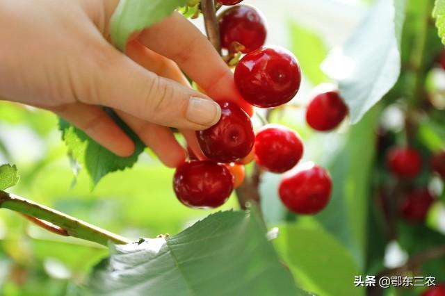 大樱桃叶面肥花前喷好，还是花后喷好？老人这样做，品质好产量高1