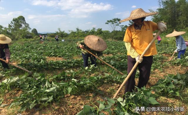 红薯开裂、凸筋、弯曲畸形不用愁，防治方法记住一个顺口溜14