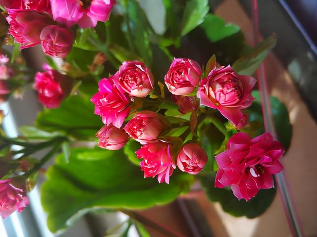 家里最旺财的十种花 家里最旺财的十种花（兰花） 生活
